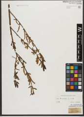 Foto von Salix triandra subsp. triandra L.